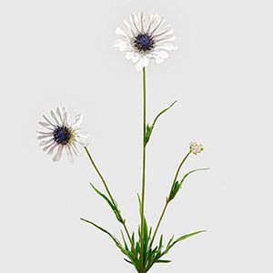 Декоративная ветка-цветок СКАБИОЗА БЕЛАЯ, 65 см