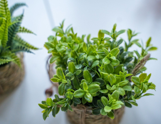 Искусственное растение COZY GREENS в подвесном джутовом кашпо, пластик, 8х12 см