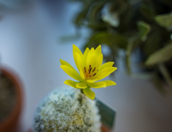 Искусственное растение в горшке КОКЕТЛИВЫЙ КАКТУС с жёлтым цветком, пластик, 18 см