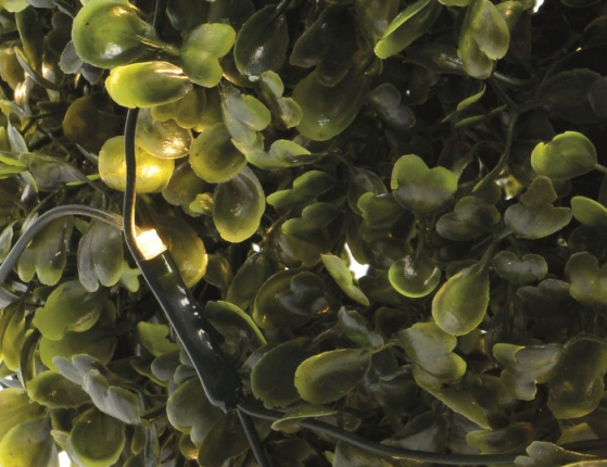 Гирлянда Сетка на дерево/куст 0.35 м, 60 теплых белых LED ламп, зеленый ПВХ, IP44